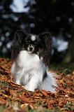 EPAGNEUL PAPILLON 071